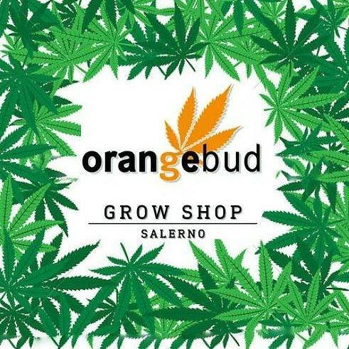 orange bud hemp shop salerno